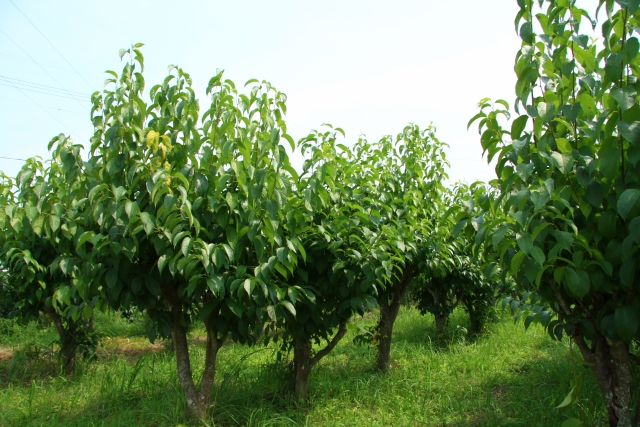 高血圧・杜仲茶